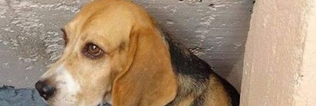 Cão beagle resgatado do Instituto Royal