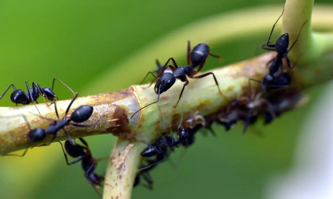 Formigas. Sandeep Handa/Pixabay