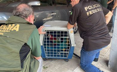Operação Operação da PF/RJ e IBAMA contra tráfico de animais - Aves apreendidas. Foto: Polícia Federal/RJ