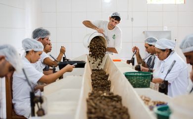 Juruena, MT, Brasil: Trabalhadores da Cooperativa do Vale do Amanhecer quebram as cascas das castanhas colhidas na reserva legal comunitária do assentamento. Marcelo Camargo/Agência Brasil)