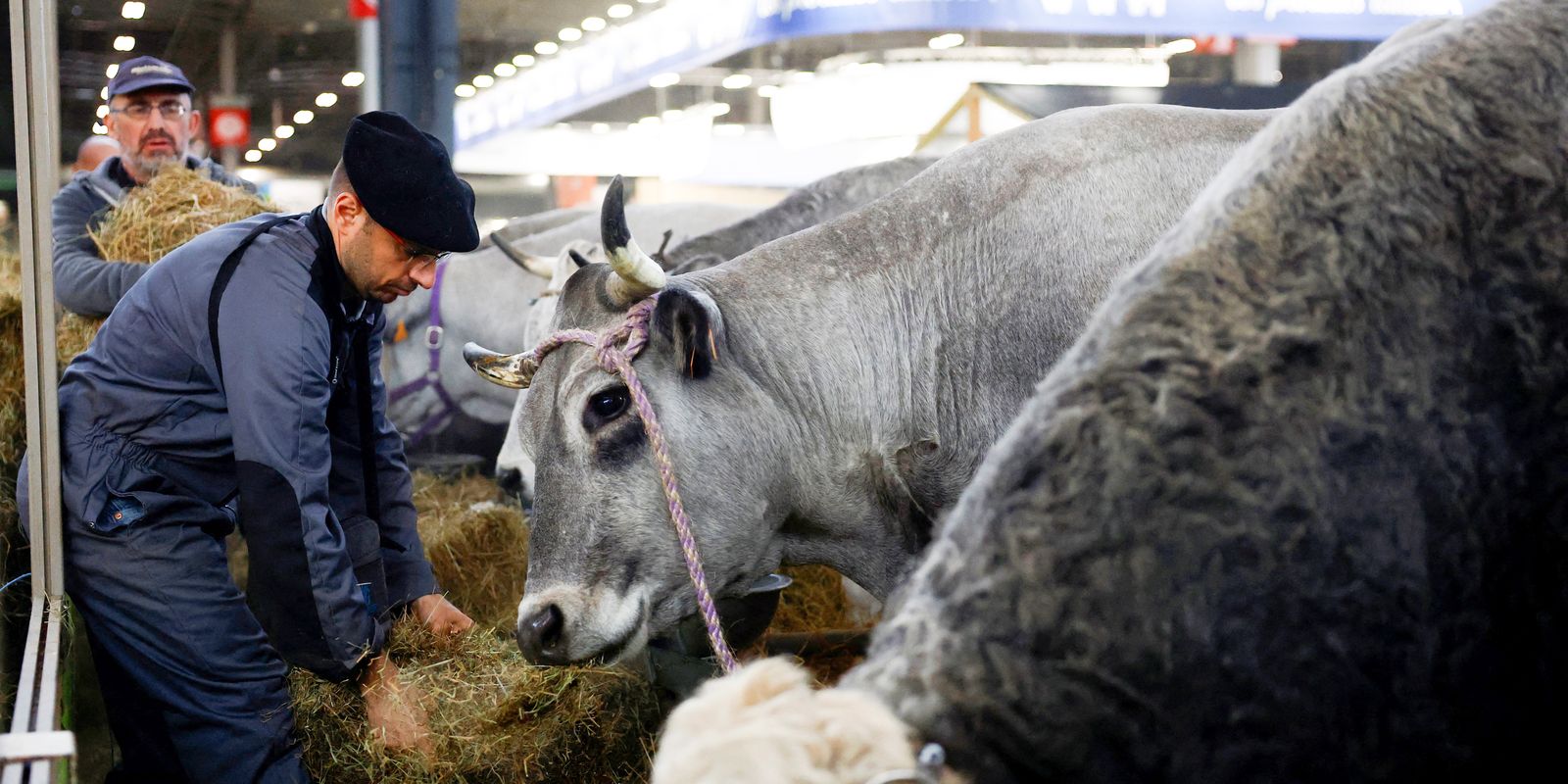 França registra primeiro caso humano do vírus Shamonda