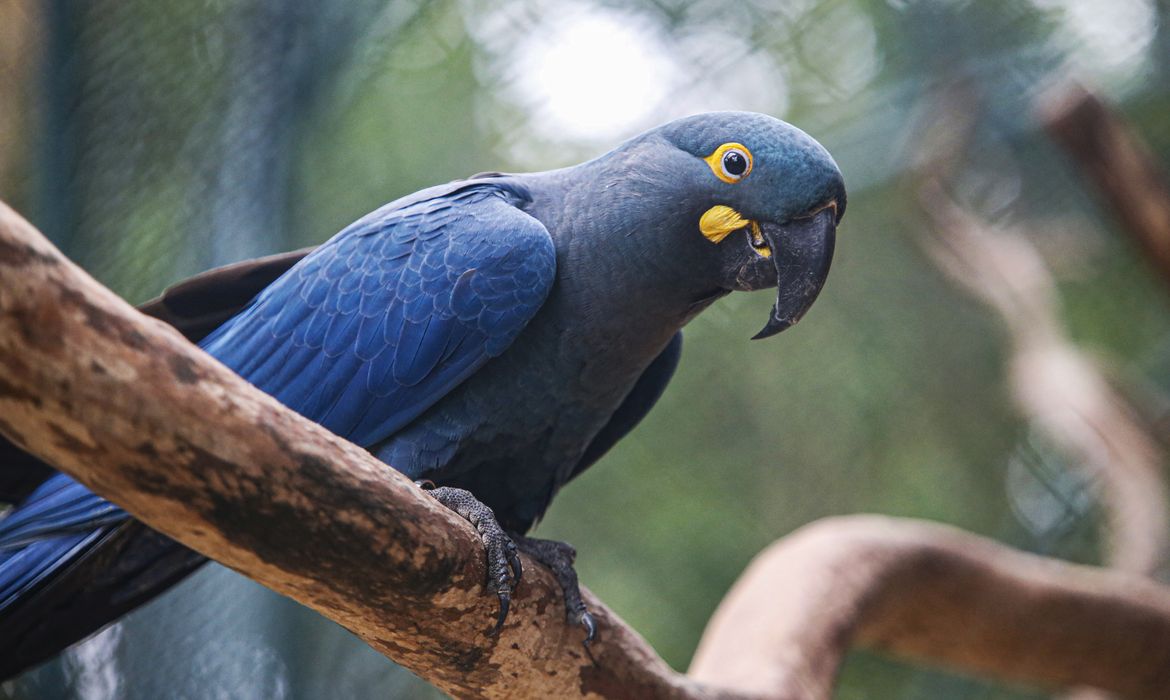 São Paulo (SP) 18/09/2024 - Zoológico de São Paulo, conseguiu reproduzir em cativeiro a espécie em extinção da Arara Azul de Lear. Foto: Paulo Pinto/Agência Brasil