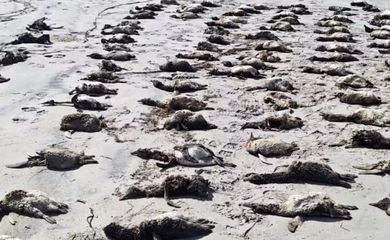 Iguape (SP), 23/08/2025 - Instituto de Pesquisas Cananéia (IPeC) registrou 'encalhe em massa' de pinguins-de-magalhães em Ilha Comprida (SP). Foto: IPec/Divulgação