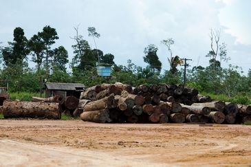 Toras de madeira em pátio de serraria próximas ao município de Colniza, noroeste do Mato Grosso  (Marcelo Camargo/Agência Brasil)