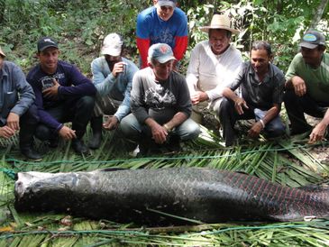 Pescadores do Acre buscam certificação internacional do pirarucu (Divulgação/WWF Brasil)      