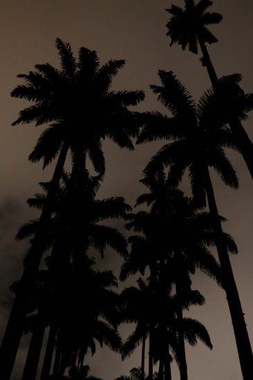 Fernando Frazão/Agência Brasil Palmeiras imperiais do Jardim Botânico do Rio de Janeiro, que inicia programa de visitas noturnas guiadas para observar fauna e flora.