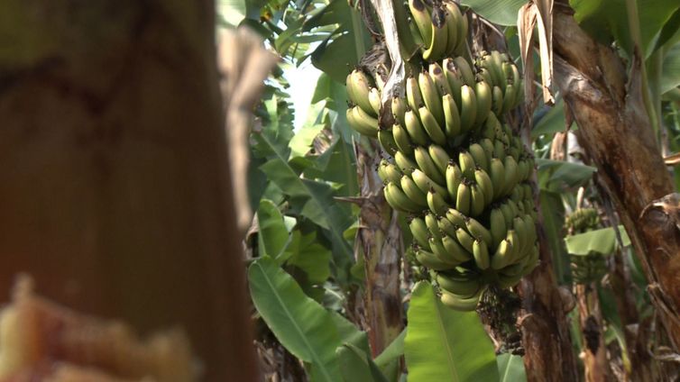 Agro Nacional fala sobre cultivo sustentável de bananas