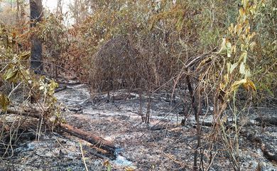 23/02/2024- A uma semana do final de fevereiro, o estado de Roraima já registrou 2.295 focos de queimadas, dos quais 1.691 ocorreram só neste mês. O fogo já chegou à Terra Indígena Yanomami, destruindo casas e roças. Foto Missão Catrimani/Divulgação