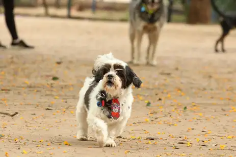 Tutores com cães no Parcão, espaço exclusivo para cachorros, na Praça Ayrton Senna do Brasil.