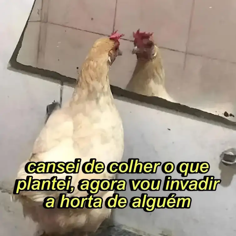 galinhas.inseguras/Instagram São Paulo (SP), 27/08/2025 - Meme da exposição Meme: No Br@sil da memeficação. Foto: galinhas.inseguras/Instagram