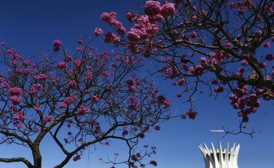 Florada dos ipês, em Brasília.