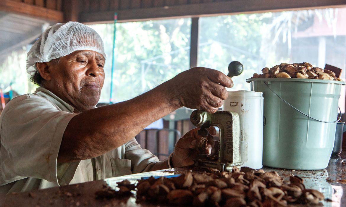 Orlando Ramos de Araujo trabalha quebrando castanhas. Processamento da castanha na mini usina da Comunidade do Rio Novo, um afluente do rio Iriri na Terra do Meio. 