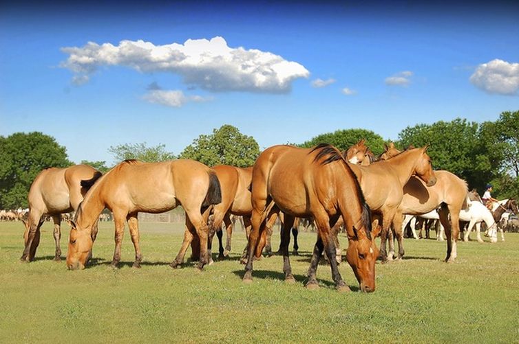 Mercado brasileiro de equinos conta com tecnologias de ponta