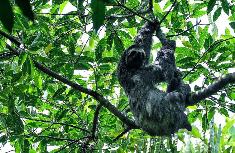 Deforestation up 9 percent in Brazil's Atlantic forest