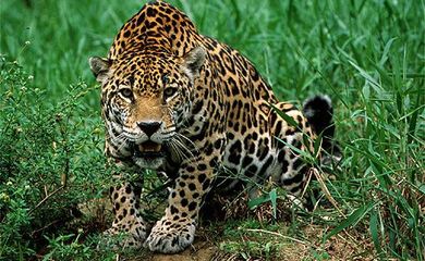 Onça pintada está na lista de animais ameaçados de extinção (Divulgação/Centro de Instrução de Guerra na Selva)