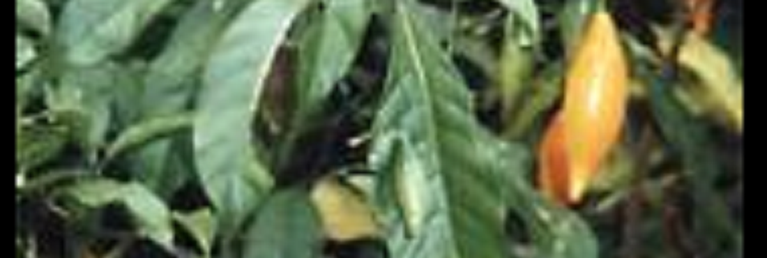 Planta africana contém a substância ibogaína, eficaz no tratamento contra dependência química