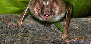Morcego vampiro