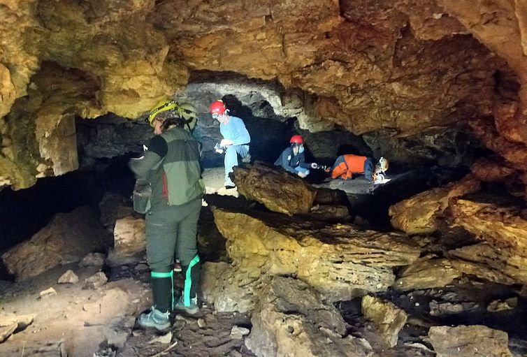 Pará - Animal em extinção de 1 mm é encontrado apenas em caverna no PA. Cientistas buscam sensibilizar comunidades para conservação de bichinho. Foto: Acervo IDEFLOR-Bio/PAT Xingu