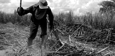 Trabalhador rural da zona canavieira de Alagoas