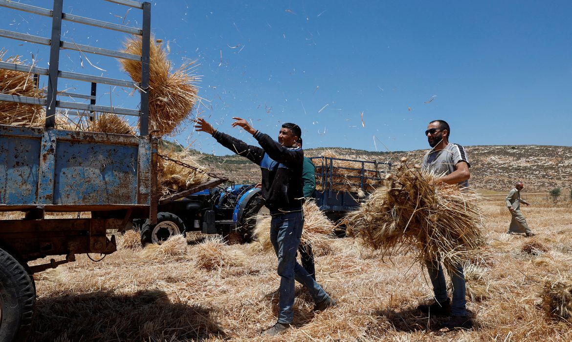 Homens palestinos coletam trigo após ataque de colonos israelenses em Al Mughayyir, perto de Ramallah
 28/5/2025   REUTERS/Mohammed Torokman