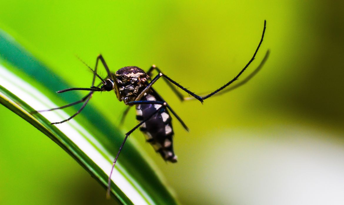 Brasil supera los 6,5 millones de casos probables de dengue este año