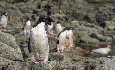 Pinguins na parte oriental da península da Antártida
17/01/2022 REUTERS/Natalie Thomas