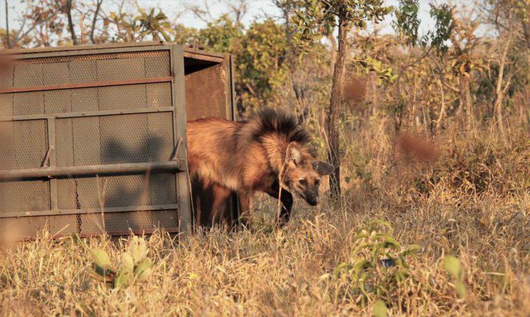 Cerca de 60% dos lobos-guarás no Brasil estão concentrados no Cerrado
