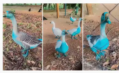 Cidade paulista apura vazamento de corante que tingiu aves em parque