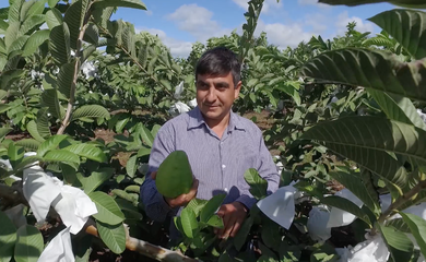 Riquezas da Nossa Terra: A goiaba que ganhou o mundo