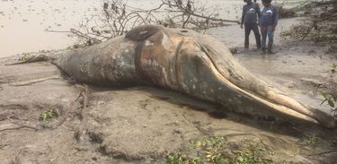 Baleia encalha e é encontrada morta em rio maranhense