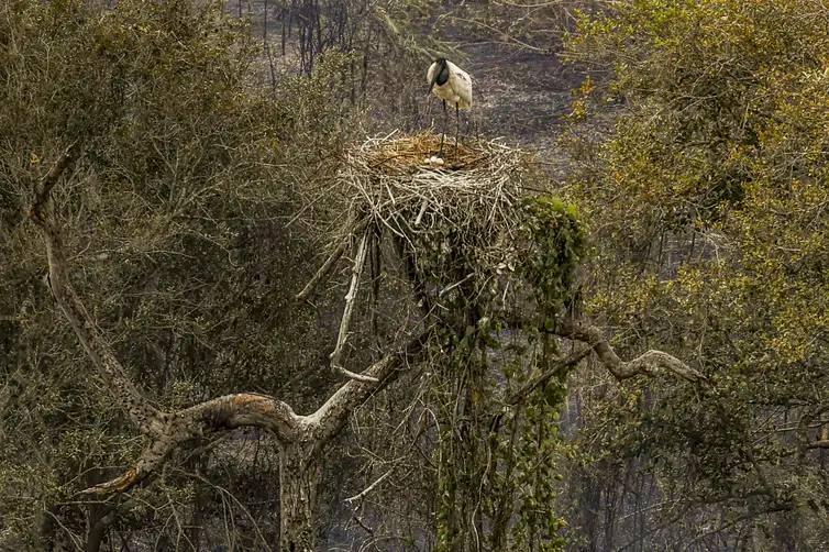 Corumbá (MS) - 26/12/2024 - 100 fotos melhores de 2024, retrospectiva - Foto feita em  30/06/2024 - Tuiuiú, ave símbolo do Pantanal, proteje seu ninho em meio aos incêndios florestais no Pantanal. Foto: Marcelo Camargo/Agência Brasil
