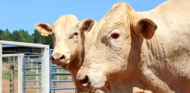 A raça canchim, além de proporcionar carne de alta qualidade para o segmento de cortes nobres, ajuda a diversificar a renda dos produtores de leite
