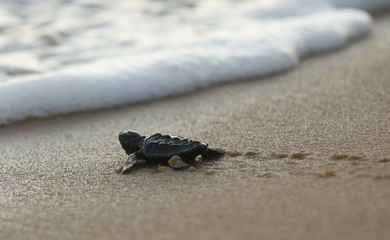  Soltura de filhotes pelo Projeto Tamar comemora marca de 40 milhões de tartarugas marinhas protegidas e devolvidas ao oceano. 