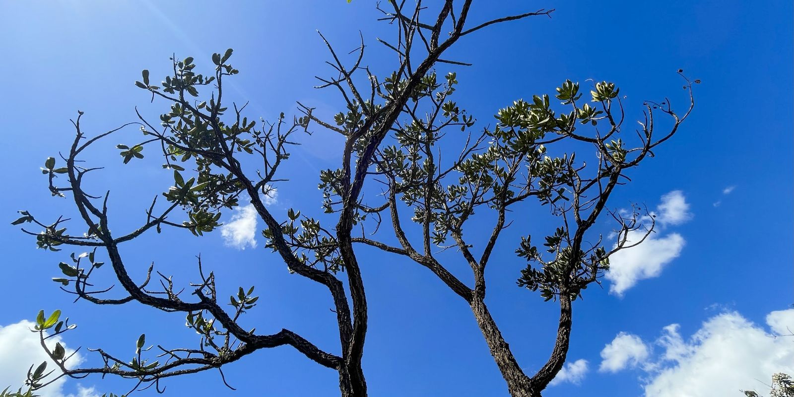 Fácil' e 'legal', desmatamento no Cerrado bate recorde e avança sem  resistência - MST