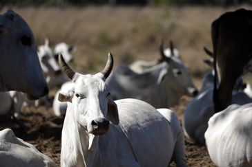 _d6a9800_0 Fronteira Cerrado: o agronegócio entre desenvolvimento e destruição