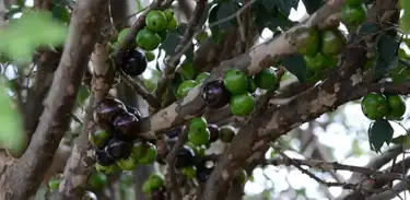 Pé de jabuticaba