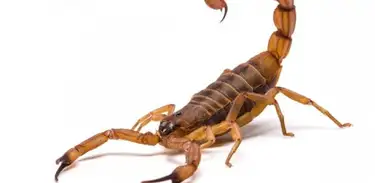 Mais de 600 pessoas foram picadas por escorpião no DF