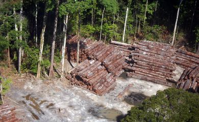 Apreensão de madeira nativa da história do Brasil, feita pela  Polícia Federal na divisa do Pará com o Amazonas