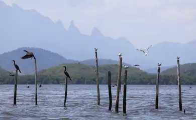 Guapimirim (RJ), 16/10/2024 - Aves marinhas no na Baía de Guanabara com manguezal e a montanha do Dedo de Deus, na Serra dos Órgãos, ao fundo. Foto: Fernando Frazão/Agência Brasil