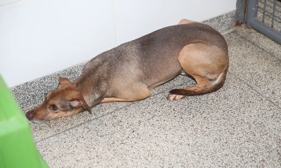 Cachorro Vini está para adoção