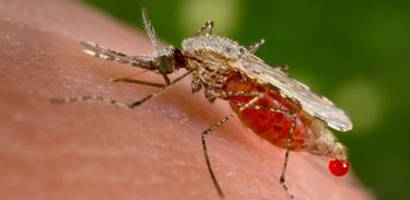 Mosquito Anopheles stephensi da malária
