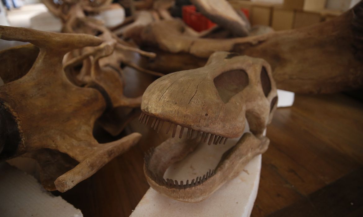 O Museu Nacional lança campanha de financiamento coletivo para reabrir sala onde fica o esqueleto reconstituído do dinossauro Maxakalisaurus topai, de 13 metros, que esta desmontado desde o fim do ano passado, quando um ataque de cupins destruiu
