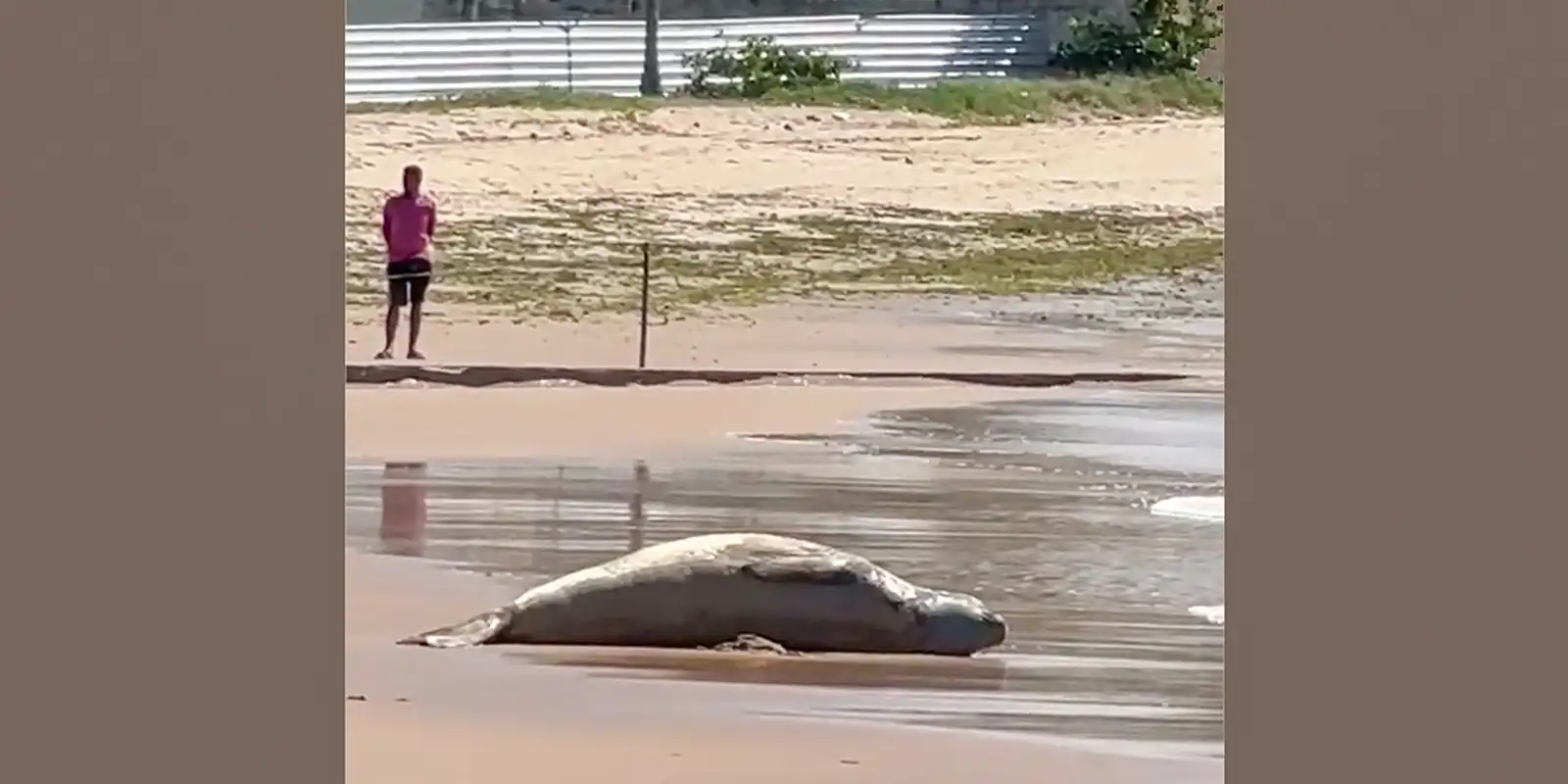 Elefante-marinho Leôncio é encontrado morto em Alagoas
