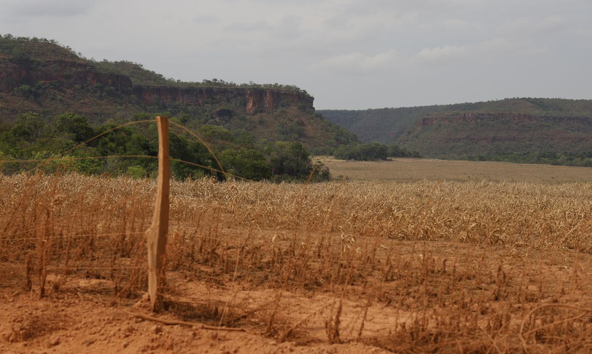 Balsas (MA), 09/10/2025 – Lavoura de cultivo de soja avança sobre a vegetação do cerrado na região dos Gerais de Balsas. Foto: Fernando Frazão/Agência Brasil
