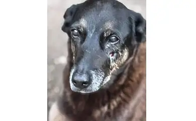 28.01.2026 - Cão Orelha, morto por adolescentes em SC. Foto: Polícia Civil de Santa Catarina