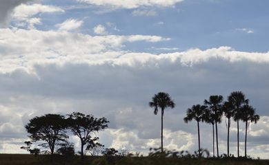 O Brasil tem a maior biodiversidade vegetal do mundo.São 55 mil espécies de plantas — cerca de 22% das 250 mil do planeta.