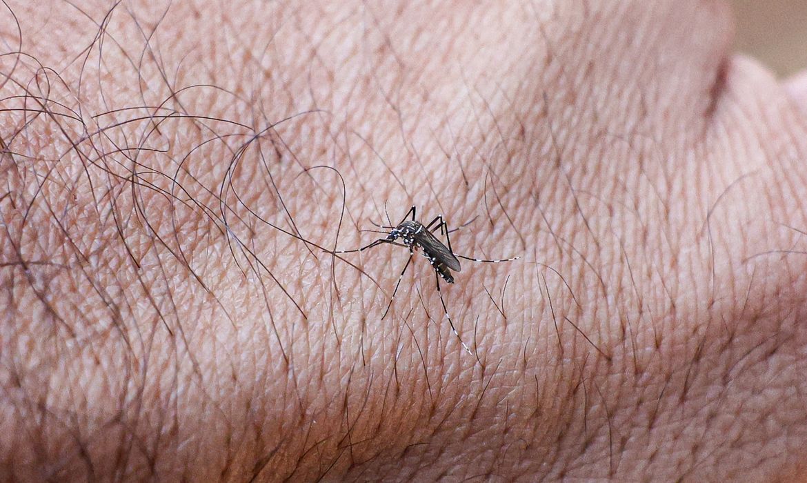 Brasília (DF), 09/09/2025 -  Mosquito aedes aegypti inoculados com a bactéria Wolbachia, o que os torna 