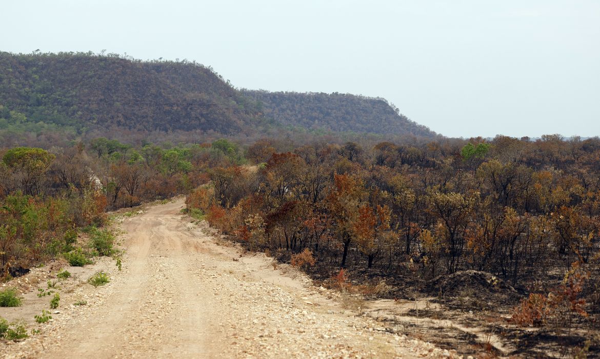 Balsas (MA), 09/10/2025 – Áreas de vegetação de cerrado atingidas por queimadas nos Gerais de Balsas. Foto: Fernando Frazão/Agência Brasil