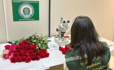 09/06/2023 - Campinas-SP - Vigiagro fiscaliza 50 toneladas de rosas para o Dia dos Namorados. Foto: Mapa/Gov.Br