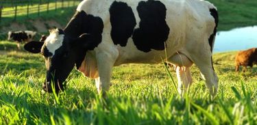 Novo indutor de ovulação para bovinos supera os melhores resultados